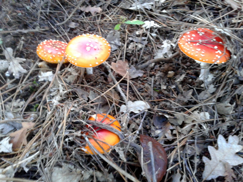 Imagen de setas en el campo